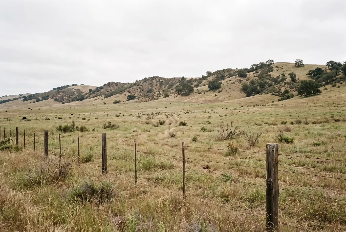 Open grazing pasture running back to a ridgeline behind a wire fence.